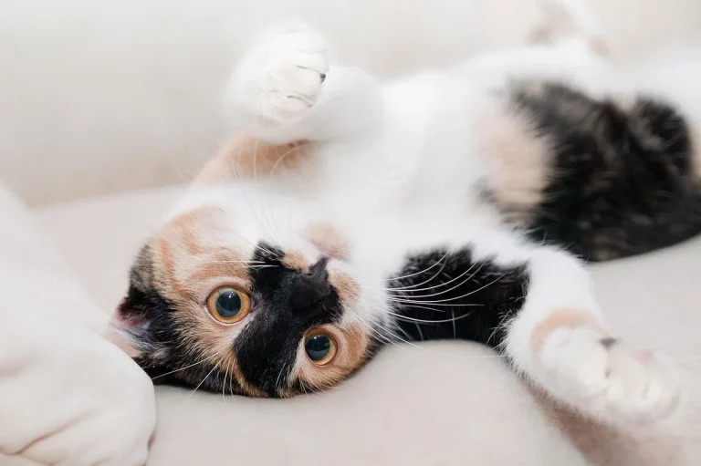 calico cat names female: 150 Best Name Ideas: Essential Tips