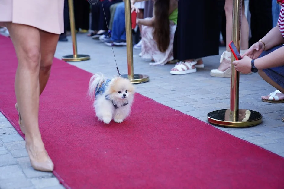 Adorable Pomeranian on a red carpet surrounded by people during an outdoor fashion event. - celebrity pet names