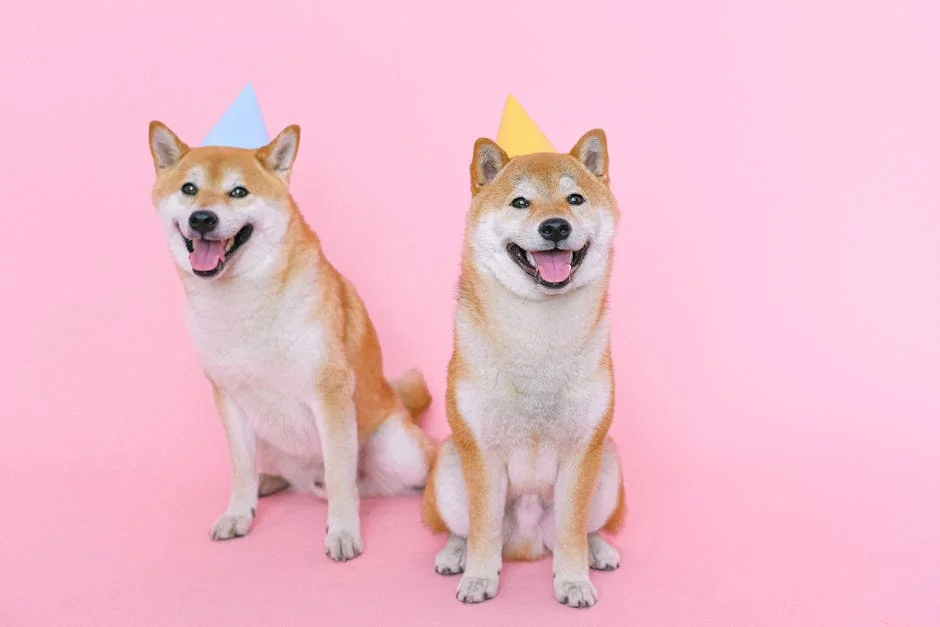 Adorable Shiba Inus in party hats posing against a vibrant pink backdrop. - celebrity pet names