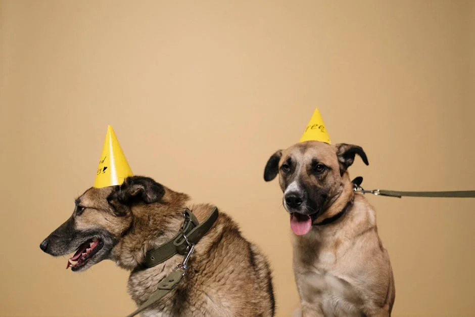 Two cute dogs wearing yellow party hats, sitting on a neutral brown background. - celebrity pet names