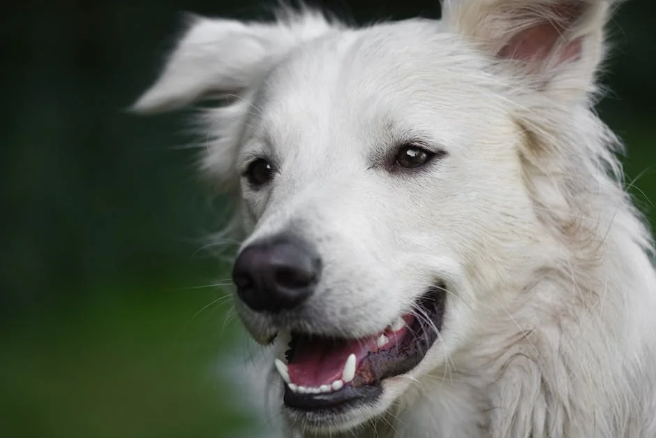 A joyful white dog captured in a close-up portrait, radiating happiness amid a natural green backdrop. - celestial names for white dogs