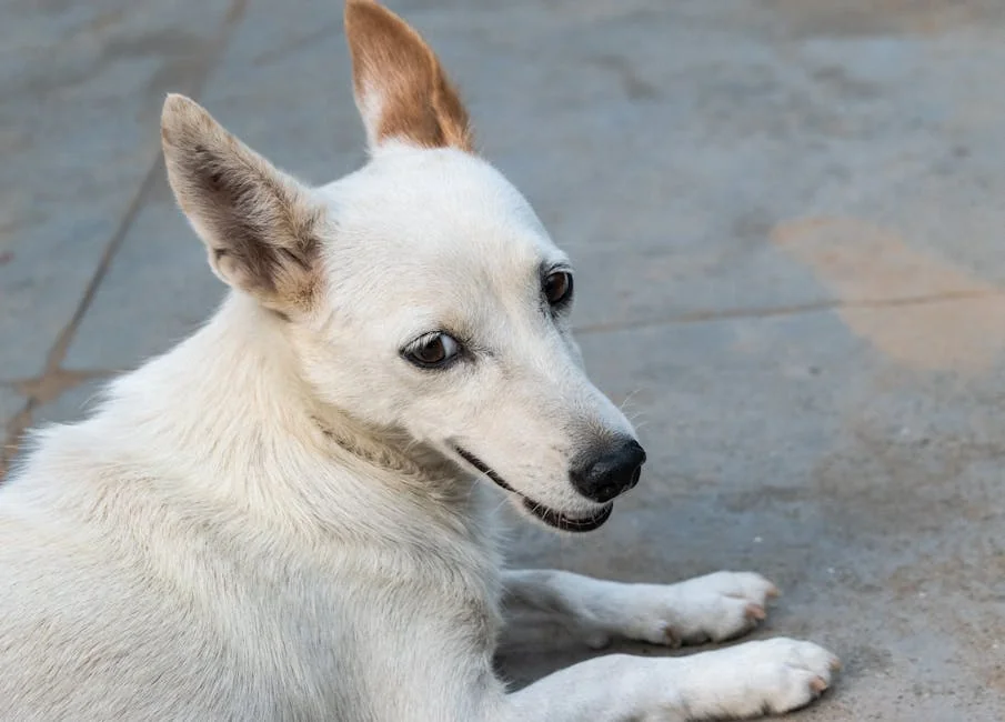 Adorable white dog lying on pavement with one ear up, looking back. - celestial names for white dogs