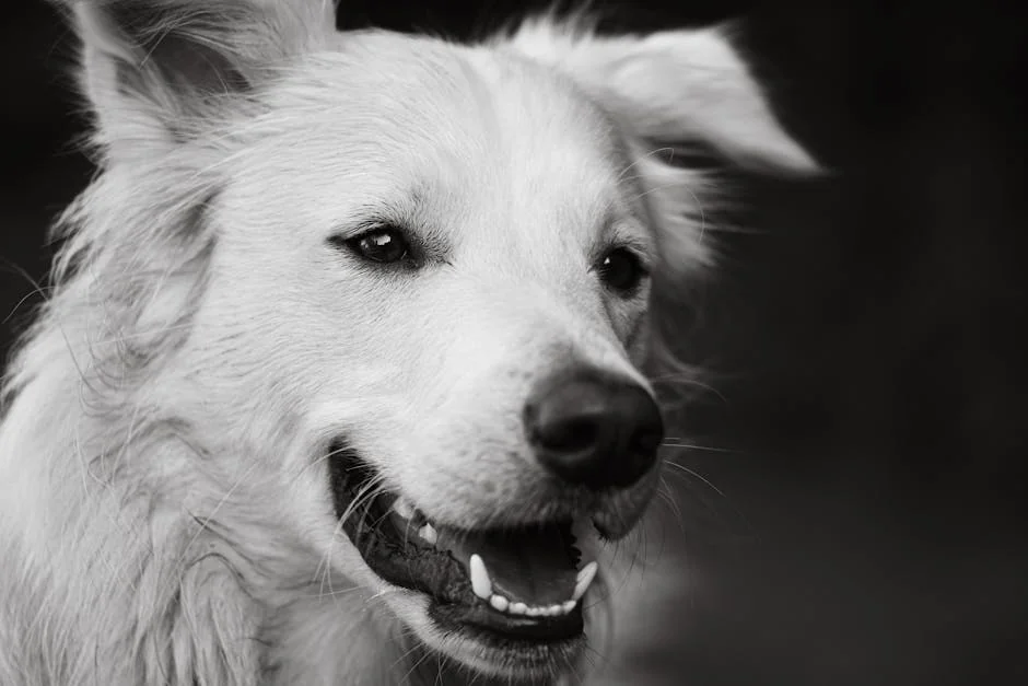 A captivating black and white close-up of a white dog showcasing its playful expression. - celestial names for white dogs