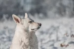 Celestial names for white dogs: Best Celestial Names for - celestial names for white dogs
