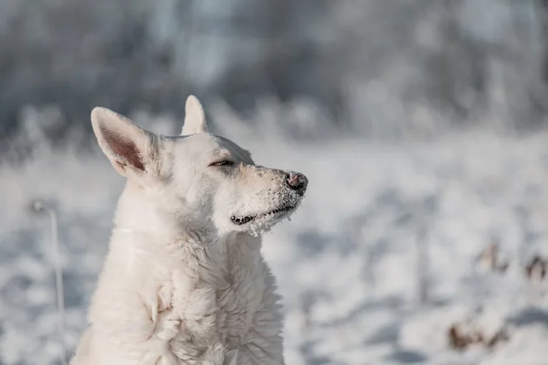 celestial names for white dogs: Best Celestial Names for