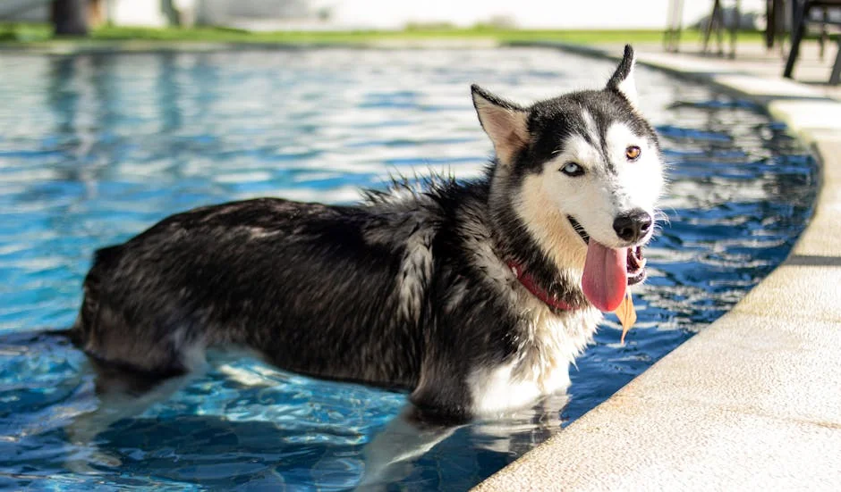 A Siberian Husky enjoying a sunny day in the swimming pool. - cool husky names