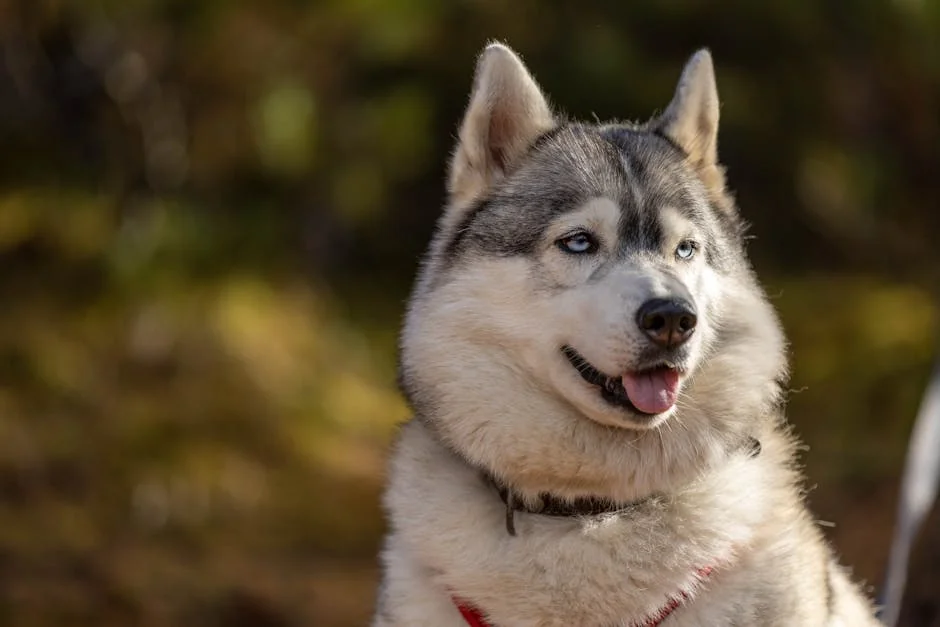 A beautiful Siberian Husky enjoying the outdoors in natural light. - cool husky names