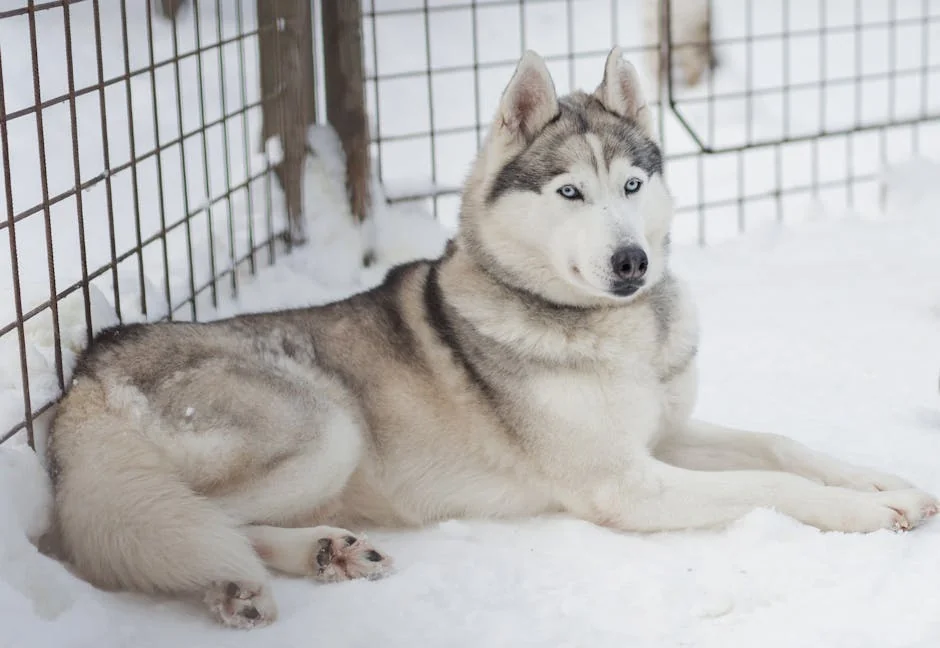A Siberian Husky with blue eyes resting in a snowy enclosure in Rovaniemi, Finland. - cool husky names