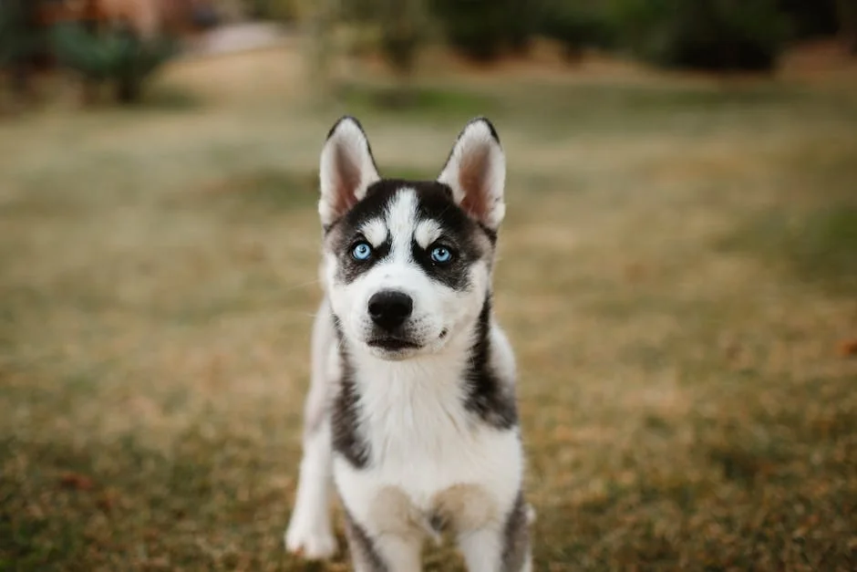 Cute Siberian Husky puppy with blue eyes standing on grass in fall scenery. - cool husky names