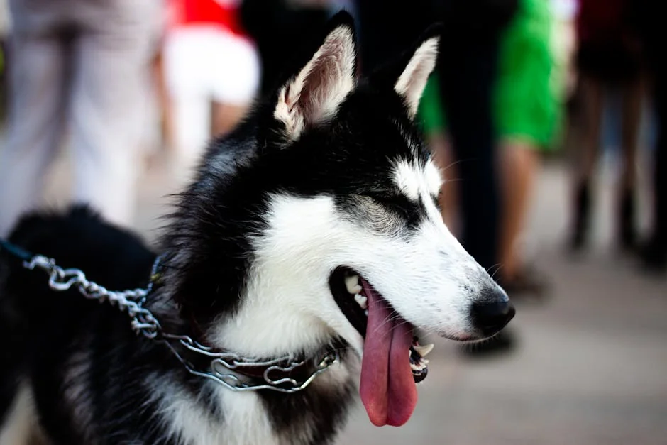 A beautiful Siberian Husky in focus outdoors with a playful tongue out. - cool husky names