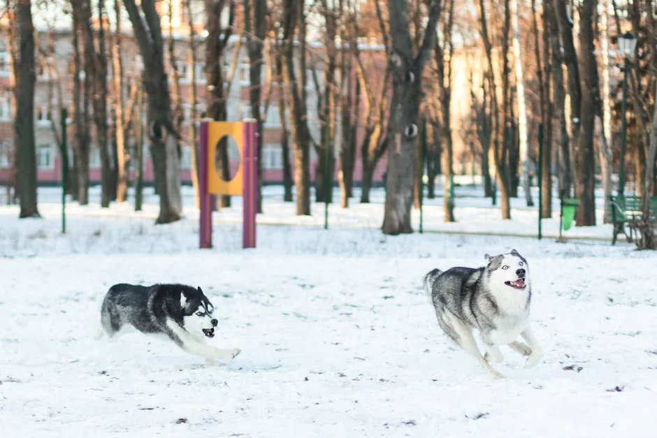Two Siberian Huskies energetically running through a snowy winter park. - cool husky names