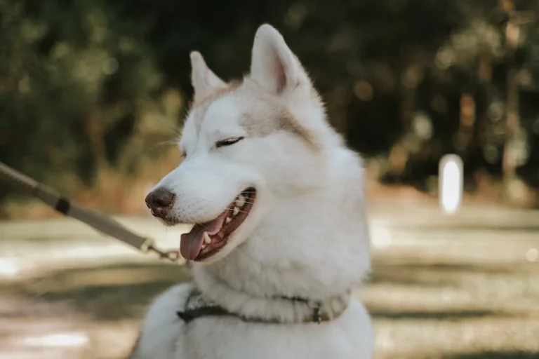 Cool Husky Names: 250+ Bold, Fun, Unique Ideas: Expert Guide