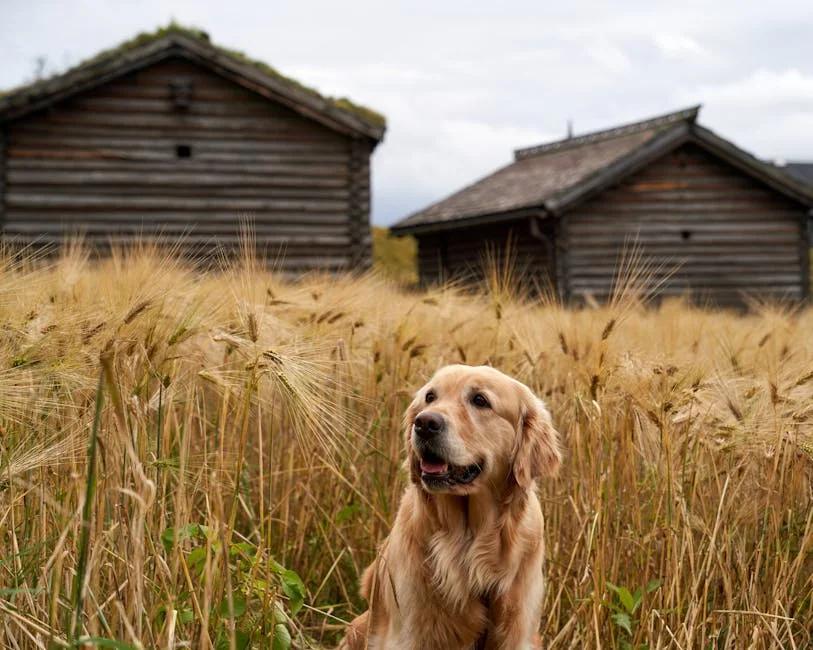 Charming golden retriever in a wheat field with historic Norwegian cabins in Lillehammer. - country dog names