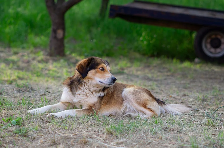 A calm dog lying on grass in a garden, enjoying a sunny day. - country dog names
