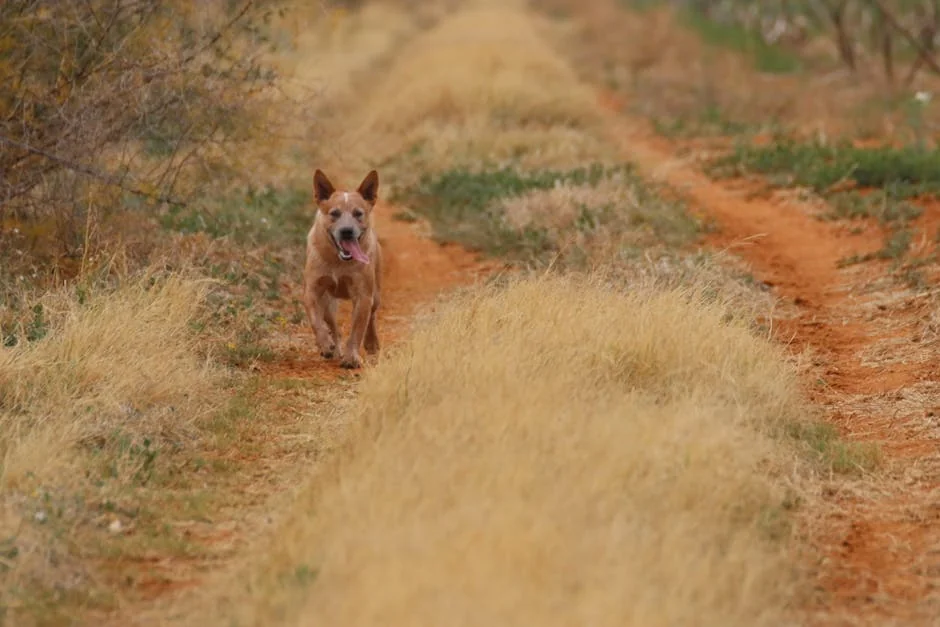 Australian cattle dog joyfully running down a dirt path in a rural setting, surrounded by dry grass. - country dog names