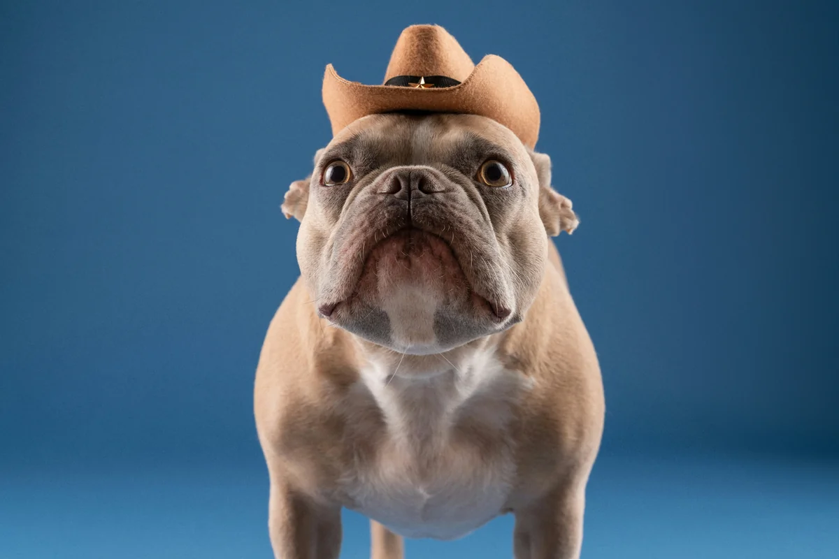 There's a new Sheriff in town! @ourbudspud - cowboy names for dogs