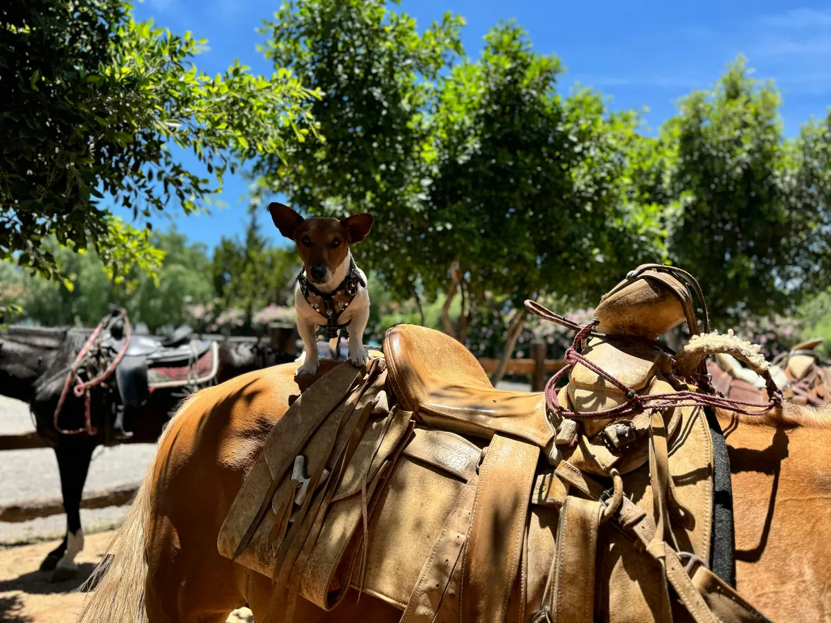 Cowdog, little dog ridding a horse - cowboy names for dogs