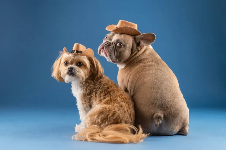 Cowboy Names for Dogs: 250 Best Wild West Name Ideas