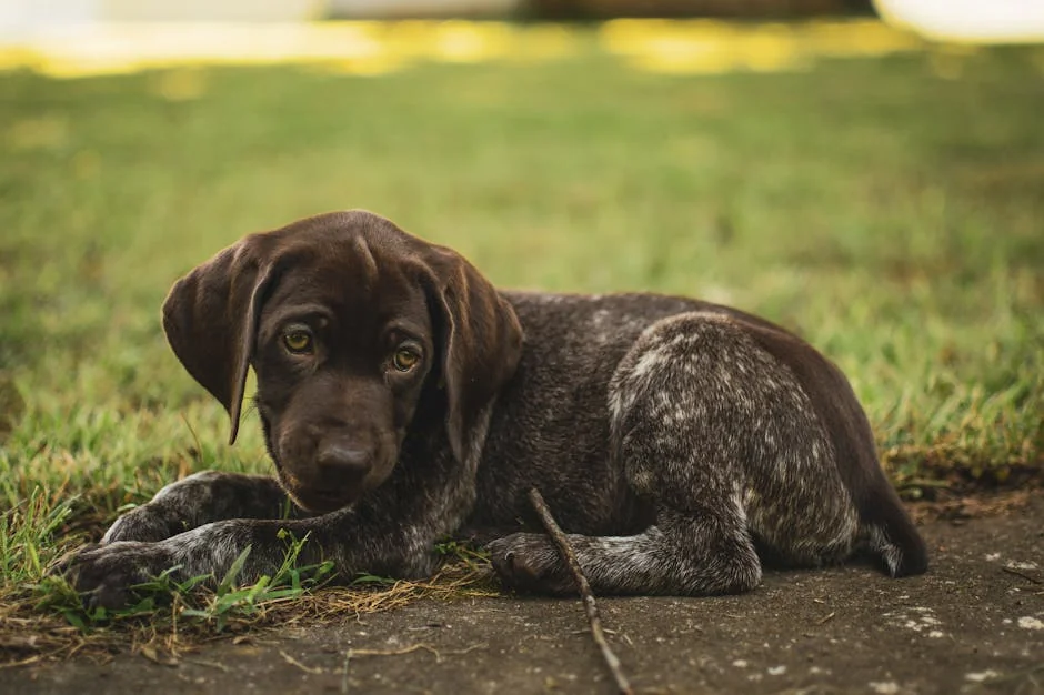 Adorable German Shorthaired Pointer puppy resting on grass, capturing a playful and serene moment. - creative names for brown dogs