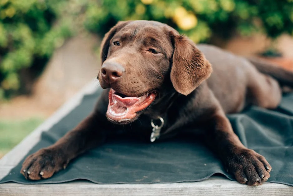 Chocolate Labrador Retriever lying outdoors with a cheerful expression, enjoying the sunny day. - creative names for brown dogs