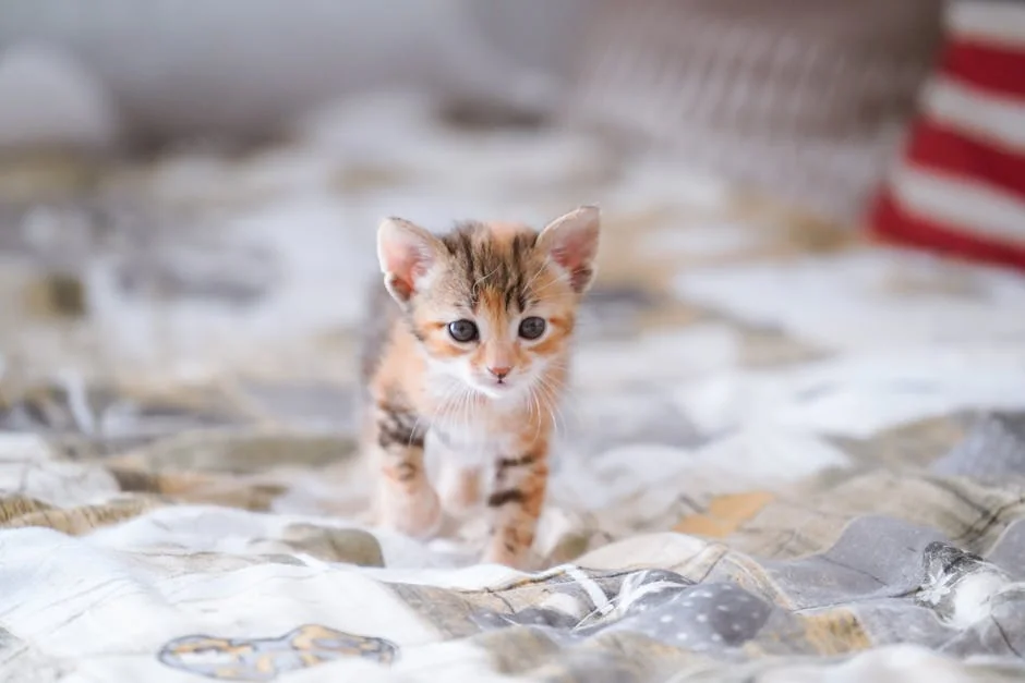 Cute and curious kitten exploring a bed indoors, showcasing its adorable features. - cute girl cat names