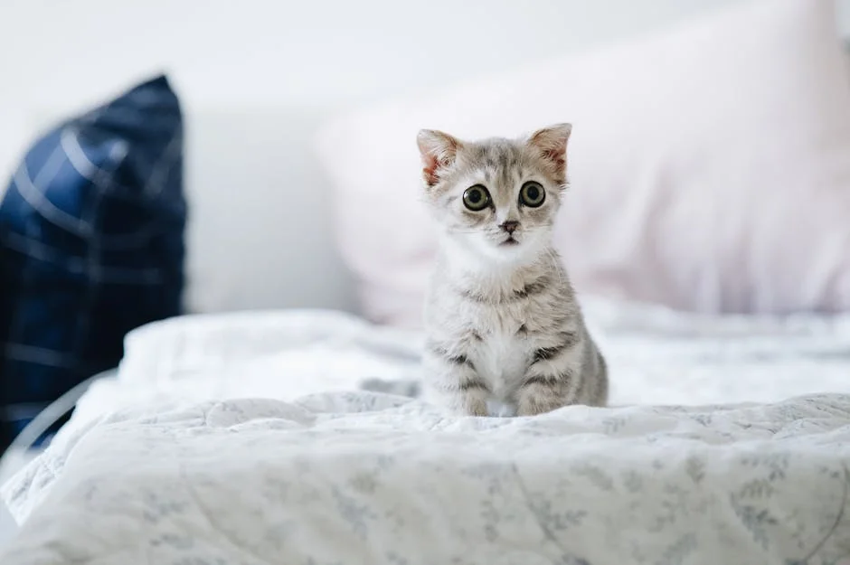 Cute grey kitten with big eyes sitting on a bed indoors. Perfect for pet lovers - cute girl cat names