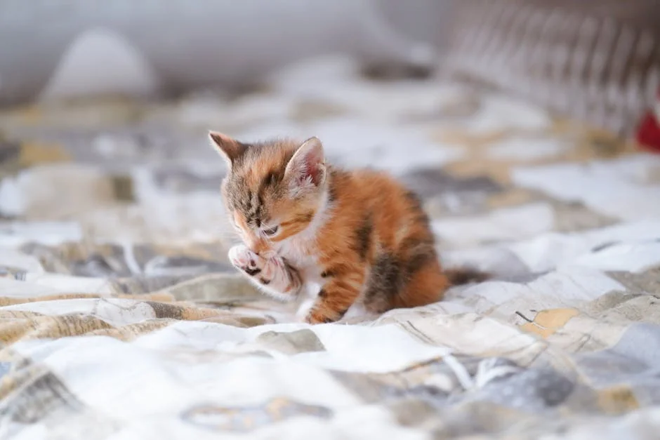 A cute calico kitten gently grooming itself while sitting on a patterned bedspread indoors. - cute girl cat names