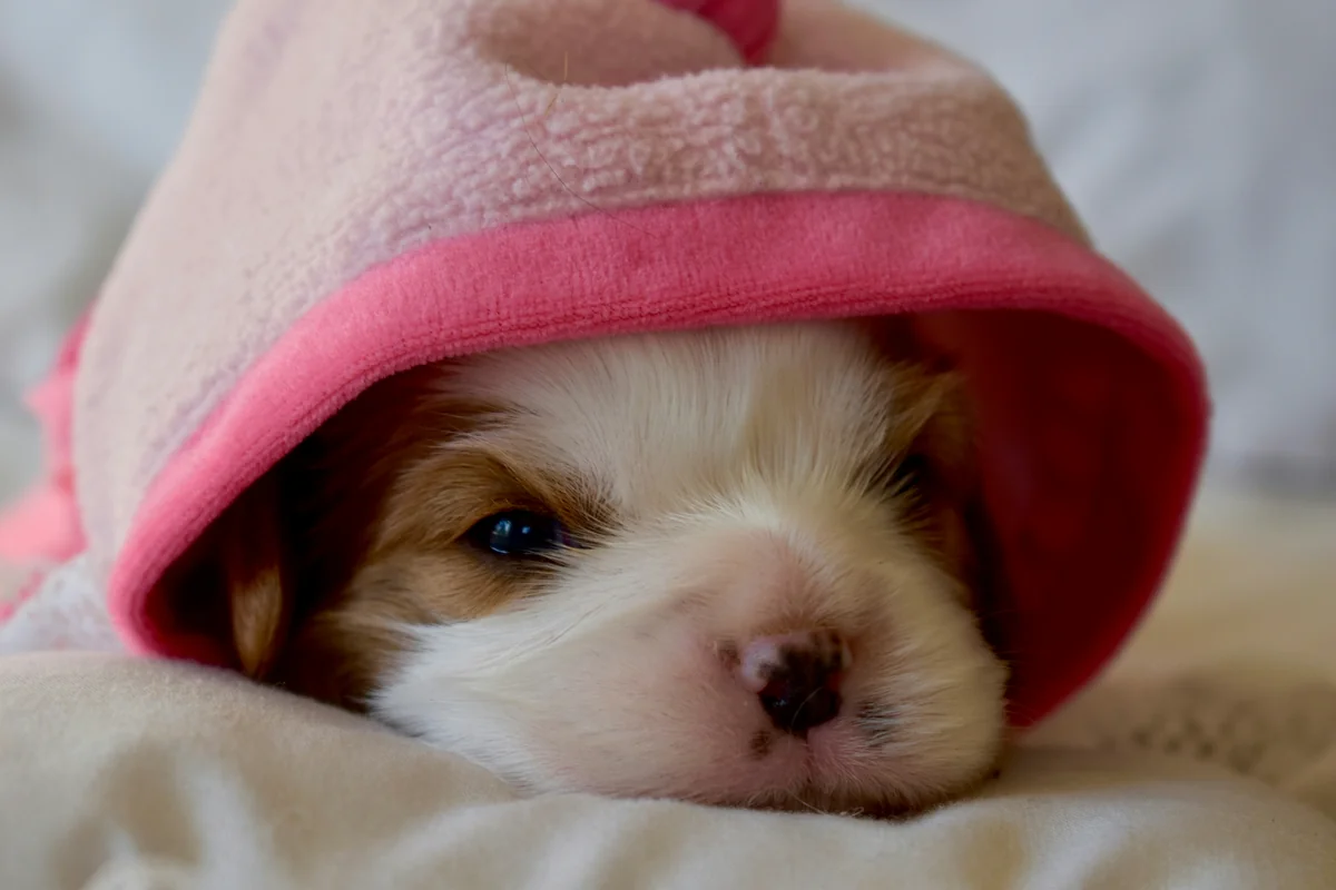 a puppy ready for snow! - cute girl puppy names starting with s