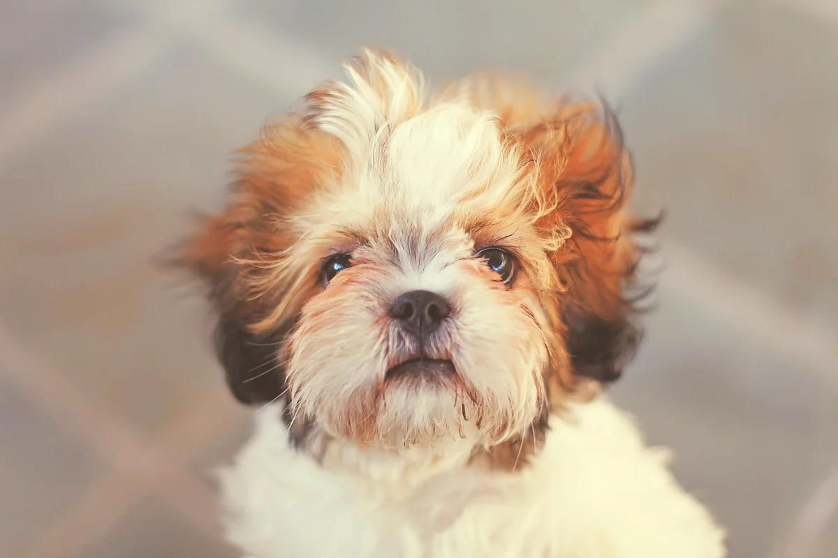 white and brown shih tzu puppy - cute girl puppy names starting with s