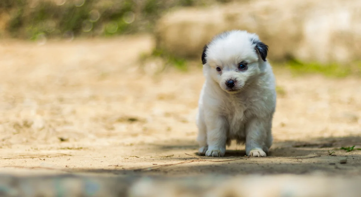 Small Puppy at Darchula Far Western Nepal - cute girl puppy names starting with s