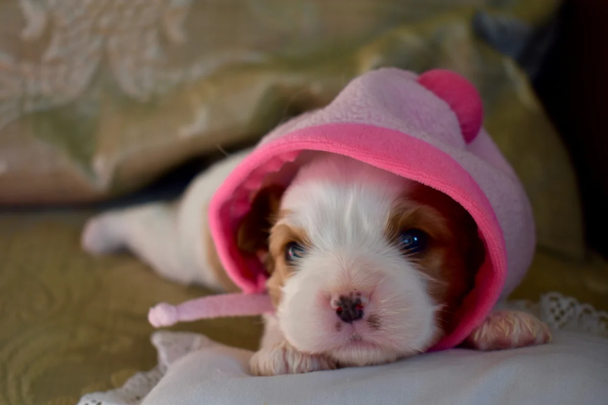 a puppy ready for snow - cute girl puppy names starting with s