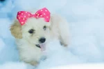 Cute girl puppy names starting with s guide: Essential Tips - cute girl puppy names starting with s