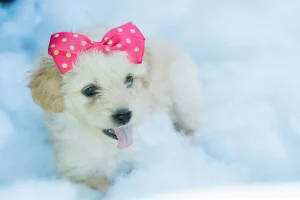 cute girl puppy names starting with s: Best cute girl puppy