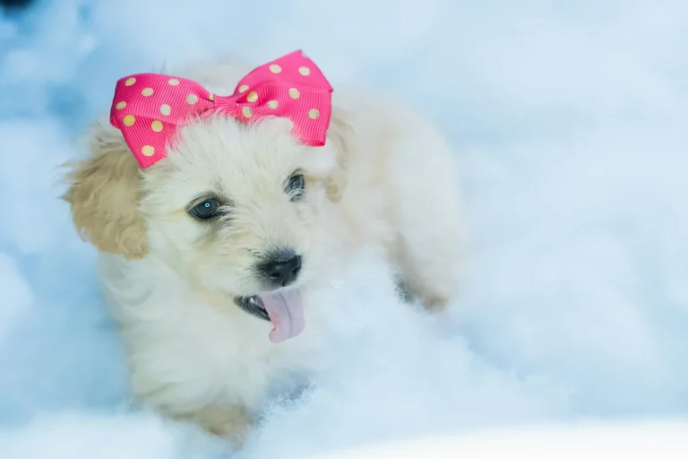 cute girl puppy names starting with s: Best cute girl puppy