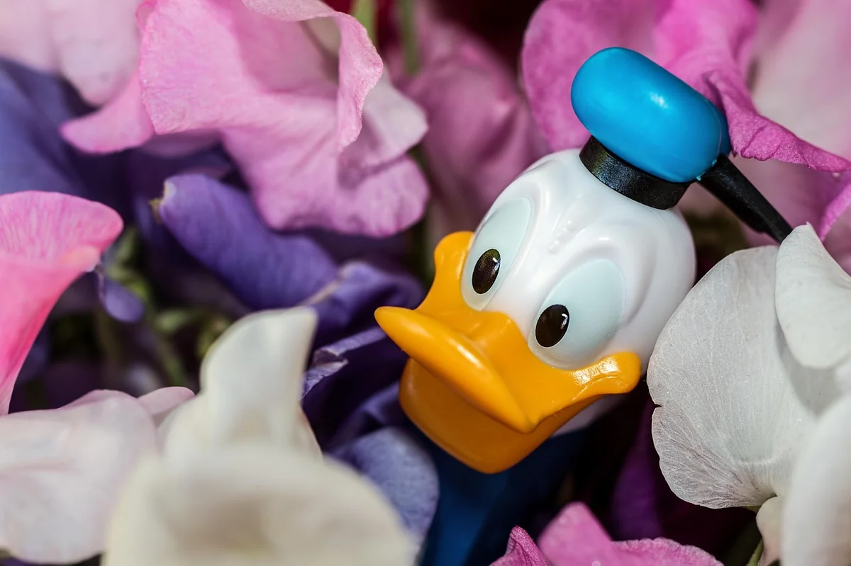 donald duck, disney character, sweet-pea, flowers, cartoon character, pez dispenser, flower wallpaper, nature, smile, flower background, beautiful flowers, cheerful, comic - disney character names for golden retrievers