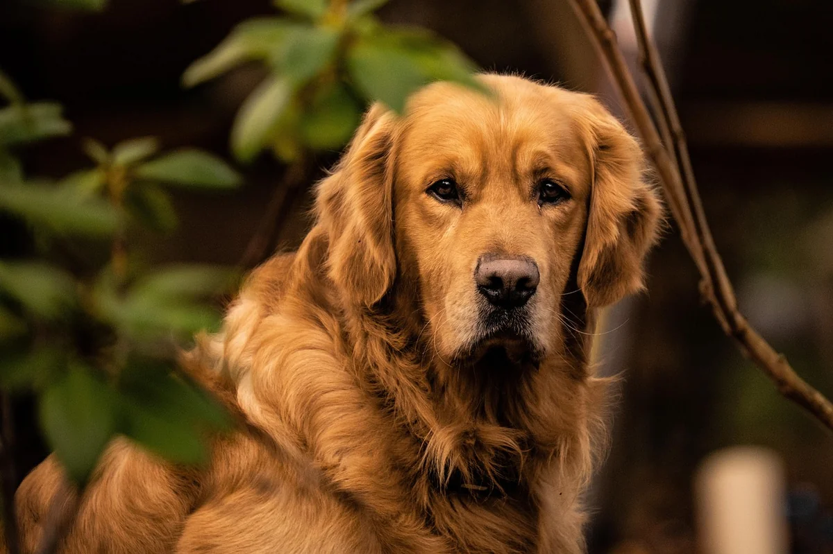 dog, breed, nature, golden retriever, animal, mammal, pet, fur, canine - disney character names for golden retrievers