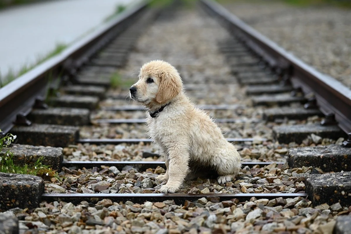 golden retriever puppy amber, dog puppy, animal, railway track, golden sitting, nature, mammal - disney character names for golden retrievers