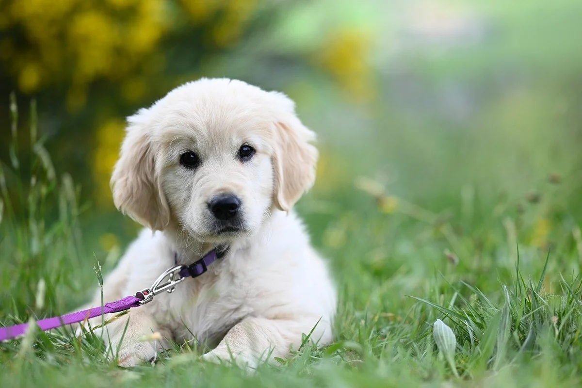 golden retriever puppy amber, puppy, dog, animal, nature, mammal, pet, canine - disney character names for golden retrievers