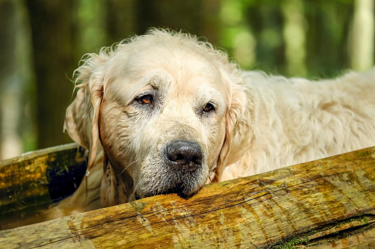 golden retriever, dog, retriever, male, old, purebred dog, relaxation, fur, animal, obedient, nature, canine, pet, domestic, domestic dog, mammal, dog portrait, portrait - disney character names for golden retrievers