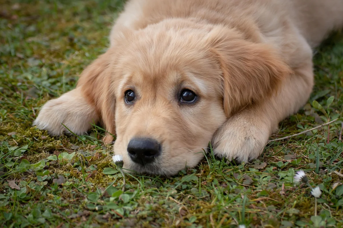 dog, puppy, nature, golden retriever, breed, pet, canine, animal, mammal, purebred dog, friend, grass, meadow - disney character names for golden retrievers