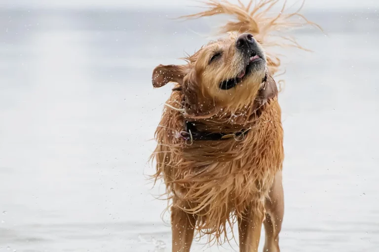 disney character names for golden retrievers: 5 Best Guide
