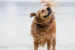 Disney character names for golden retrievers: 5 Best guide - disney character names for golden retrievers