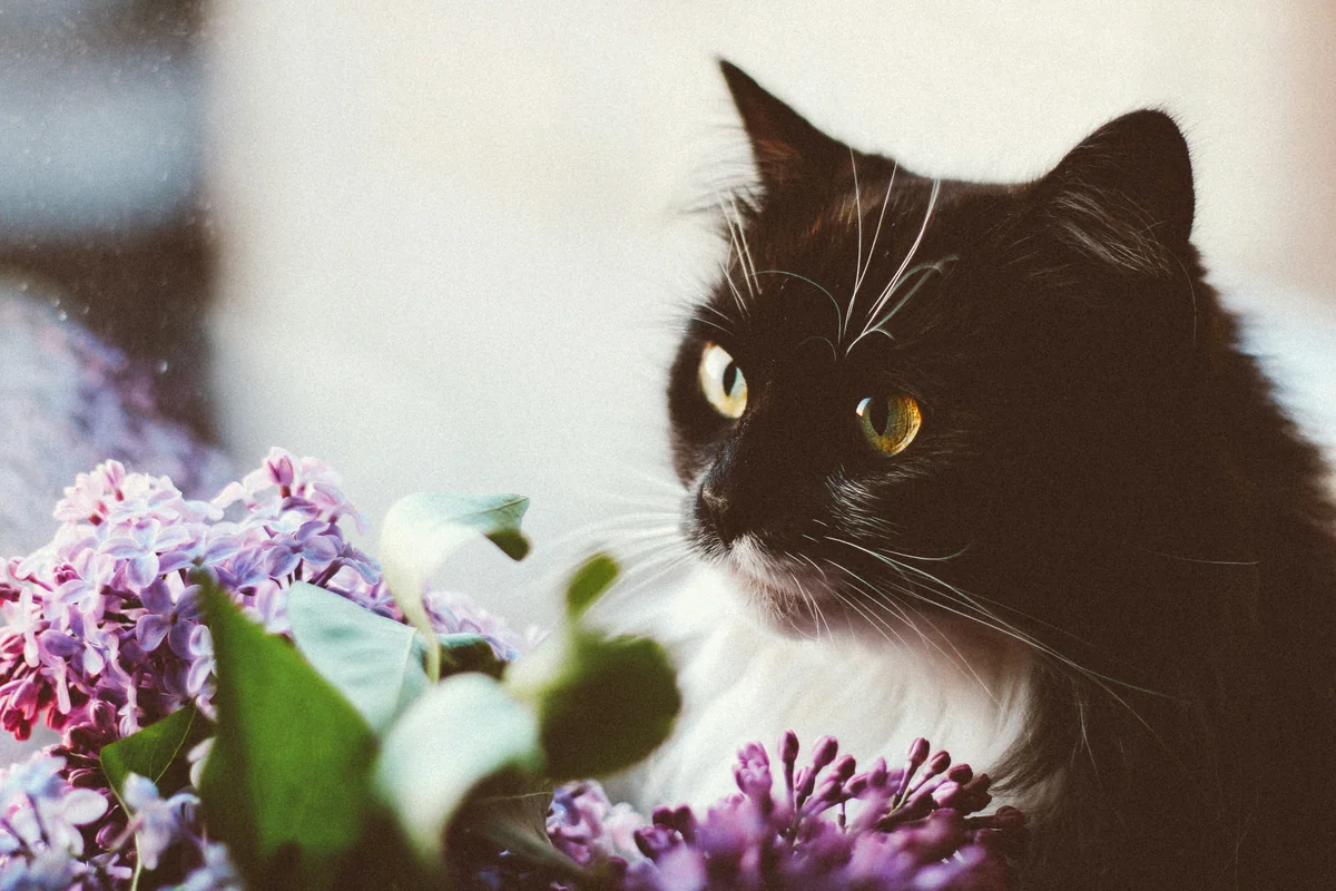 A black cat sitting next to a bunch of purple flowers - elegant cat names