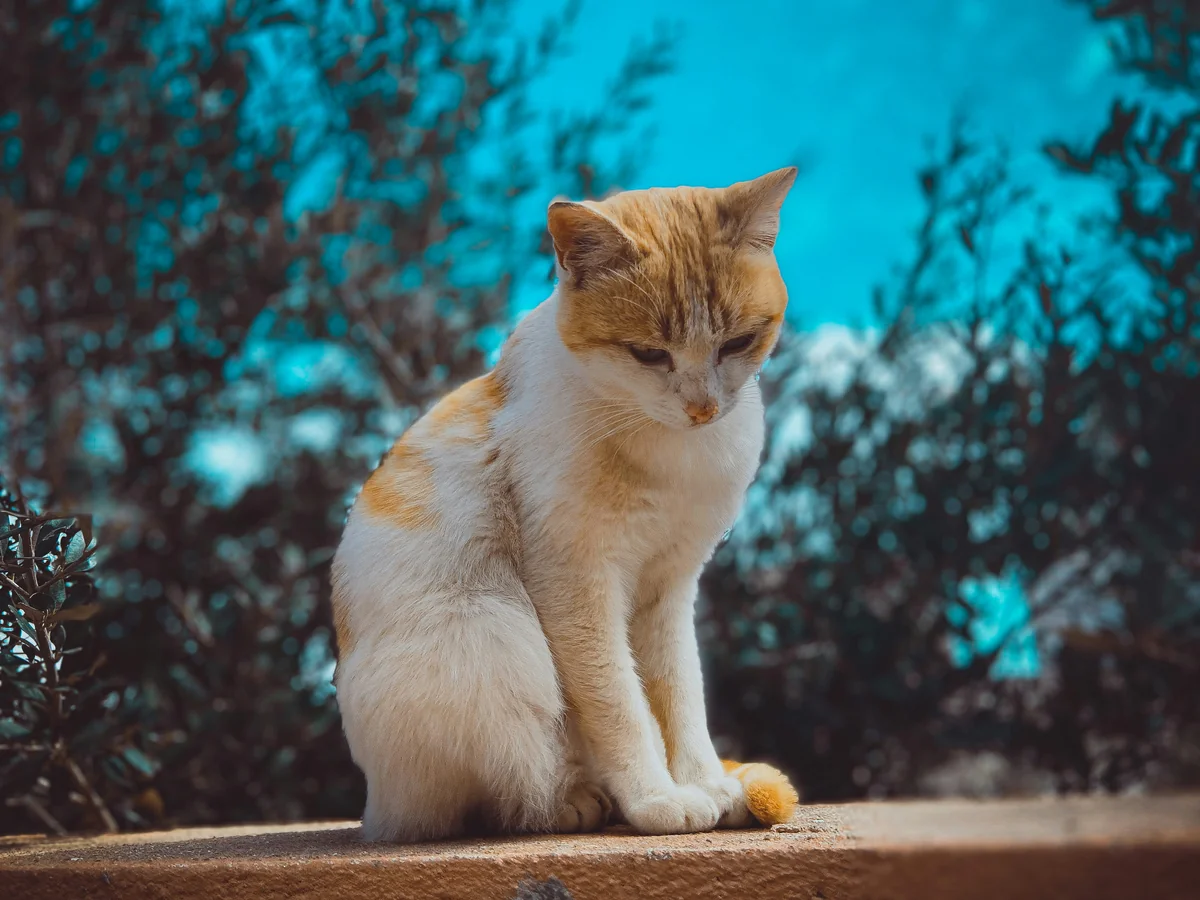 Cat - elegant cat names