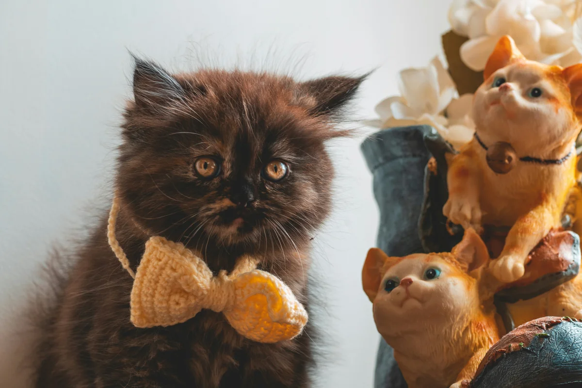 persian brown cat with bow tie - elegant cat names
