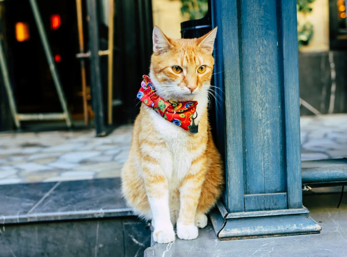 orange tabby cat wearing white and red scarf - elegant cat names