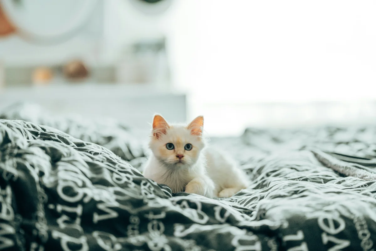 white cat on black and white textile - elegant cat names