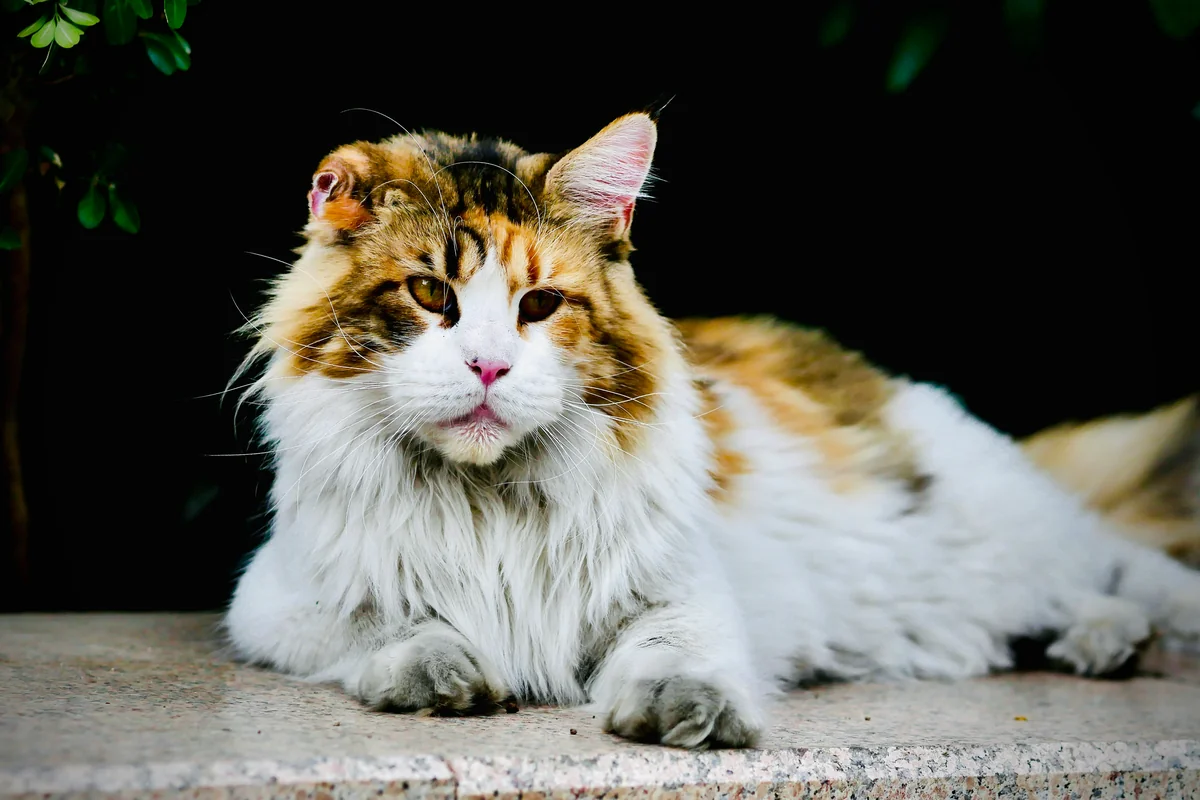 a cat that is laying down on the ground - elegant cat names