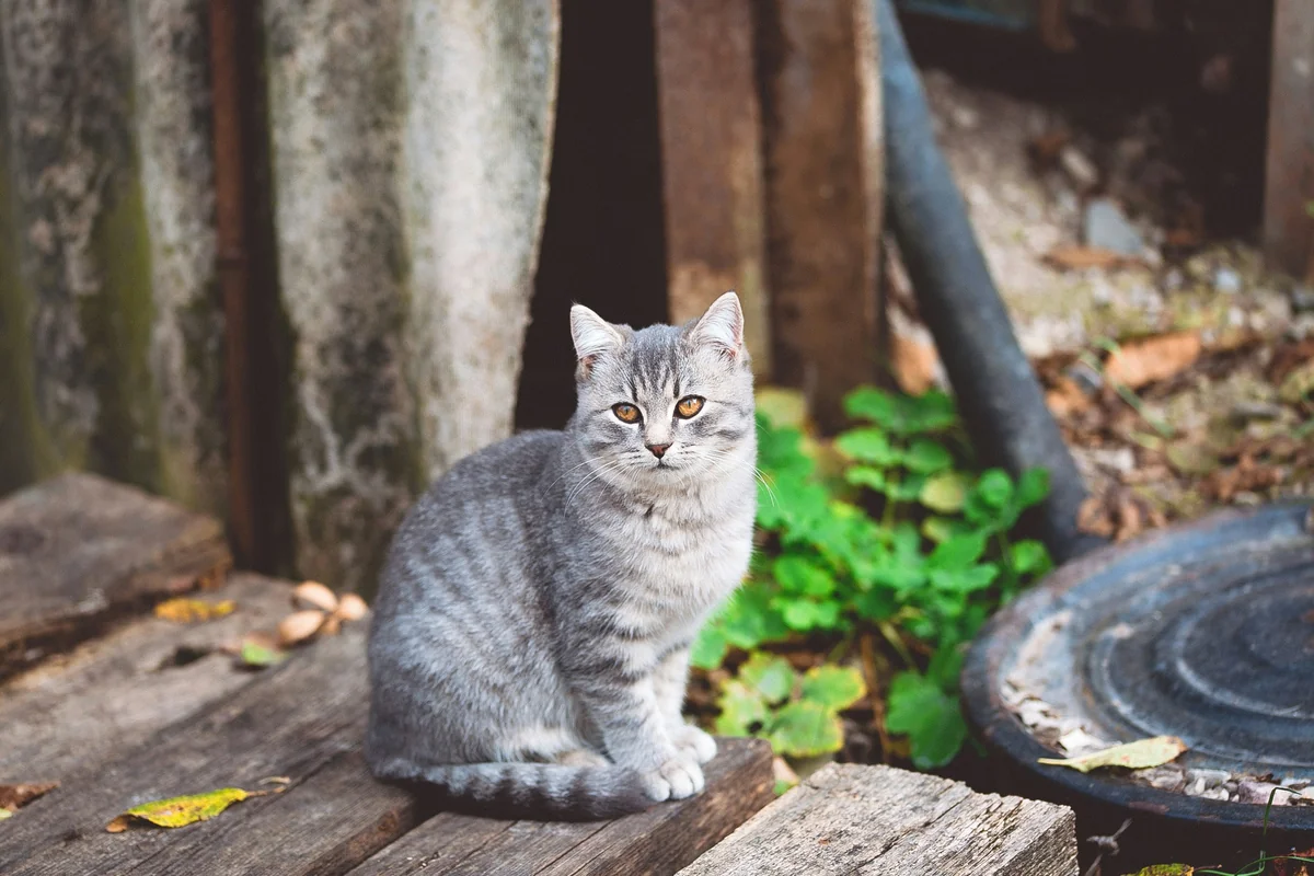 Elegant cat names: 250 Stylish, Graceful Ideas: Expert Guide - elegant cat names