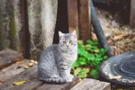 Elegant Cat Names: 250 Chic, Classy Ideas: A Complete Guide - elegant cat names